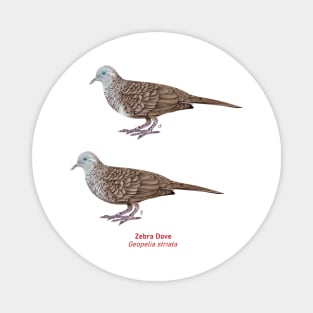 Zebra Dove | Geopelia striata ⚥ Magnet